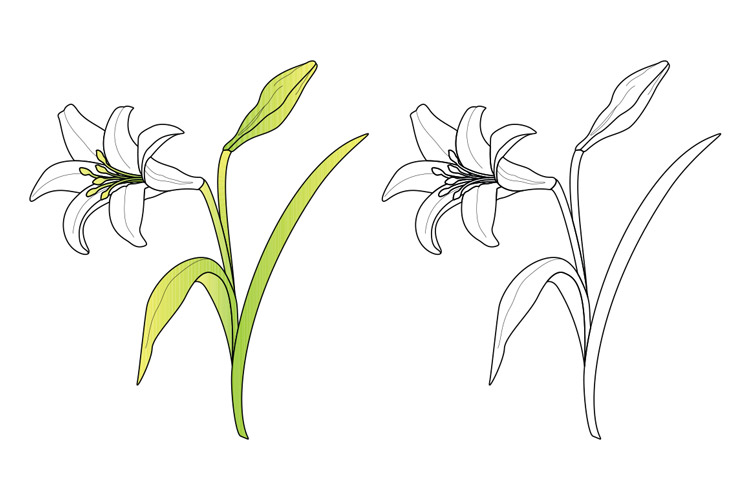 Download Vector Easter Lily | Design Panoply