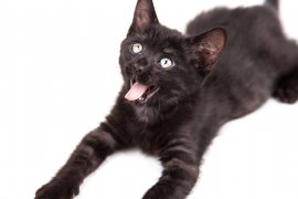 Black Kitten on White Background
