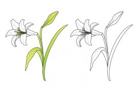 Vector Easter Lily