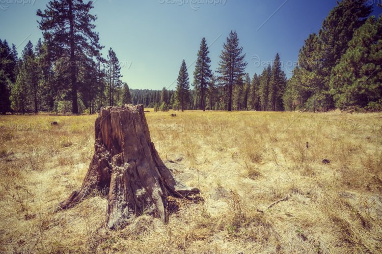 Tree Stump in a Golden Meadow